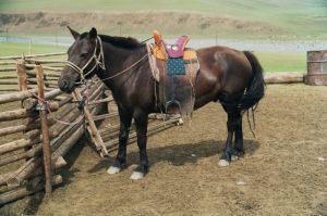 A mongolian horse - Wikimedia Commons